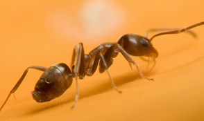 ants_boximage.jpg