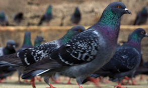 pigeons_boximage.jpg